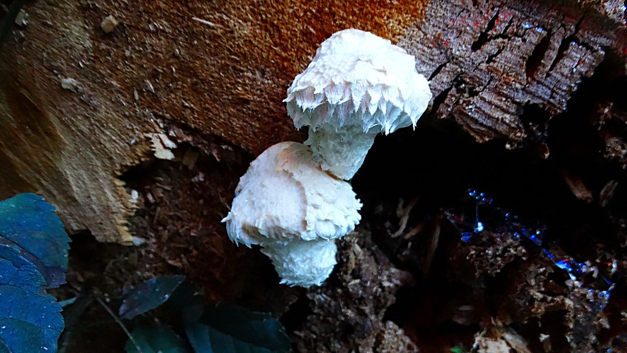 Can Family Cut out's Mushrooms