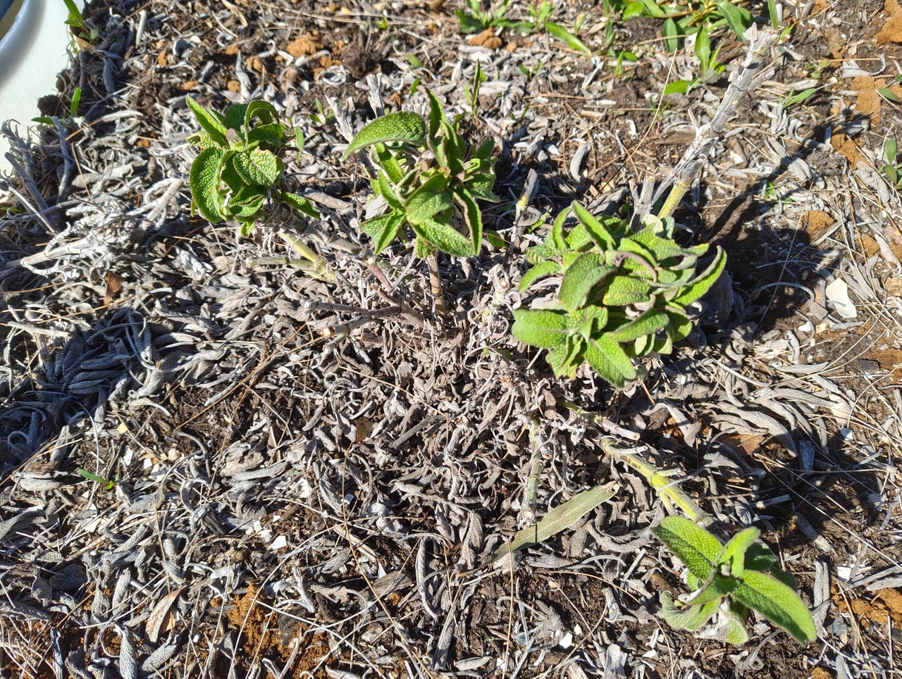 Mystery Food Crops... .jpg