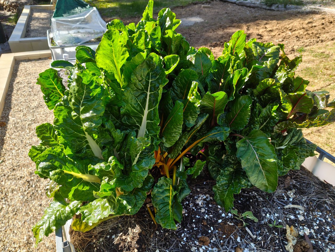 Mystery Food Crops... .jpg