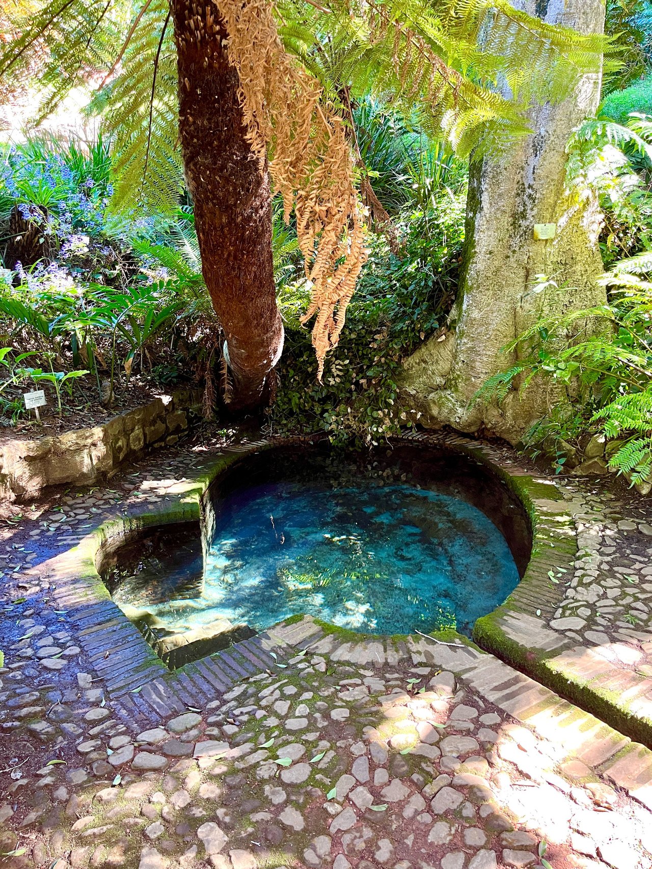 colonel bird bath kirstenbosch