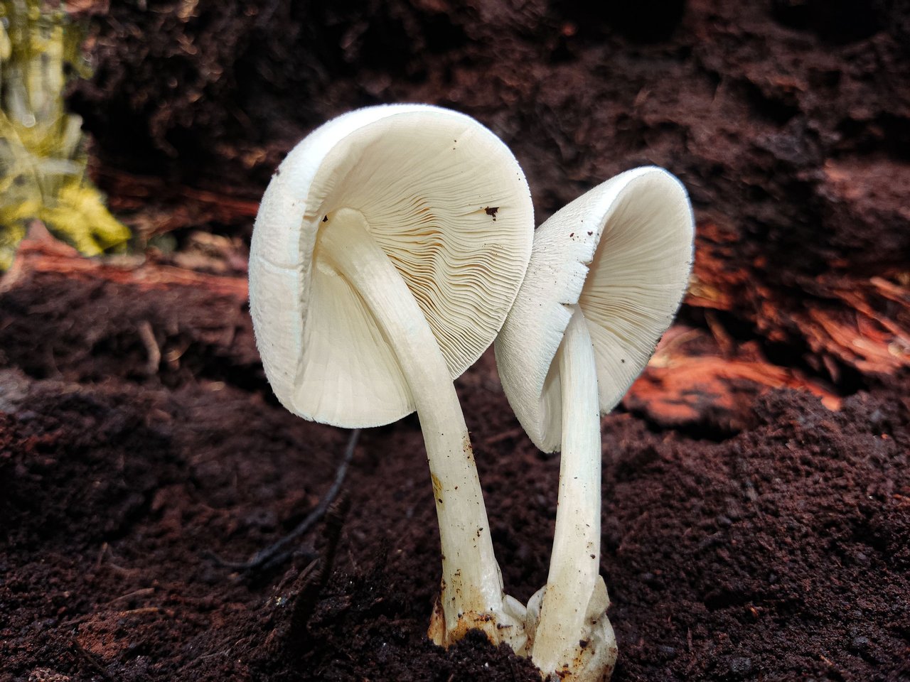 Volvariella Volvacea: Straw Mushroom