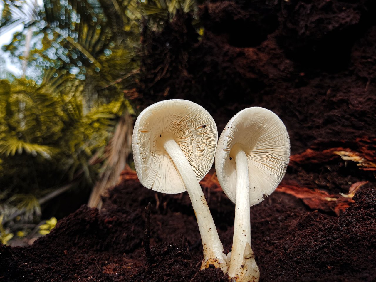 Growing Popular Varieties of Mushrooms: Part 3 - Paddy Straw Mushroom  (Volvariella volvacea) 