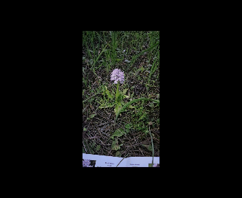 enfoco la flor.gif