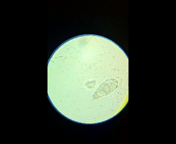 paramecium.gif