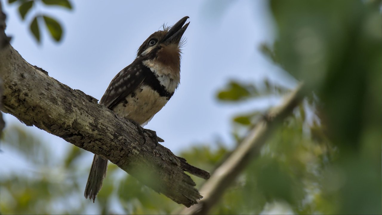 https://files.peakd.com/file/peakd-hive/birdwatcher/23z77Uzp8PnzDMQohQCSs7KLiqEzJxPWUahqM7qFy1R9gByjNzkzvNbSiY9NdMVtWreRy.jpg
