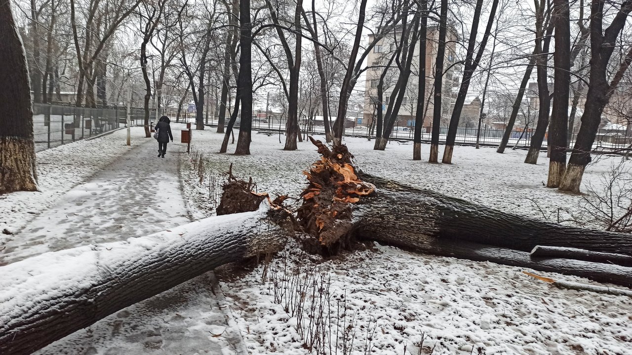 How do trees die?