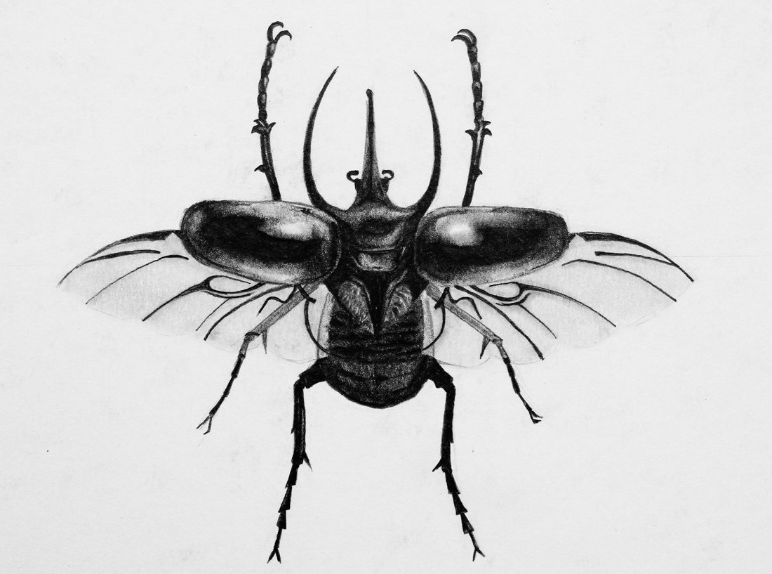 Buff Insect Drawing Insects | PeakD
