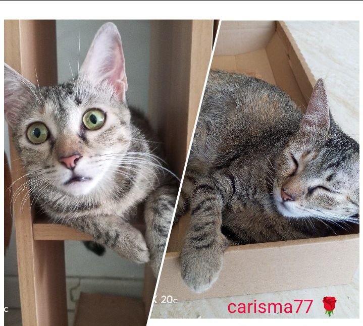 The best gift for my cat is a cardboard box 🫣 / El mejor regalo para mí Gata es una Caja de Cartón 🫣