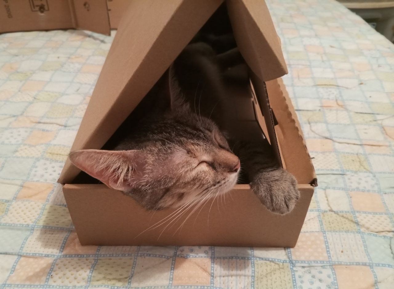 The best gift for my cat is a cardboard box 🫣 / El mejor regalo para mí Gata es una Caja de Cartón 🫣