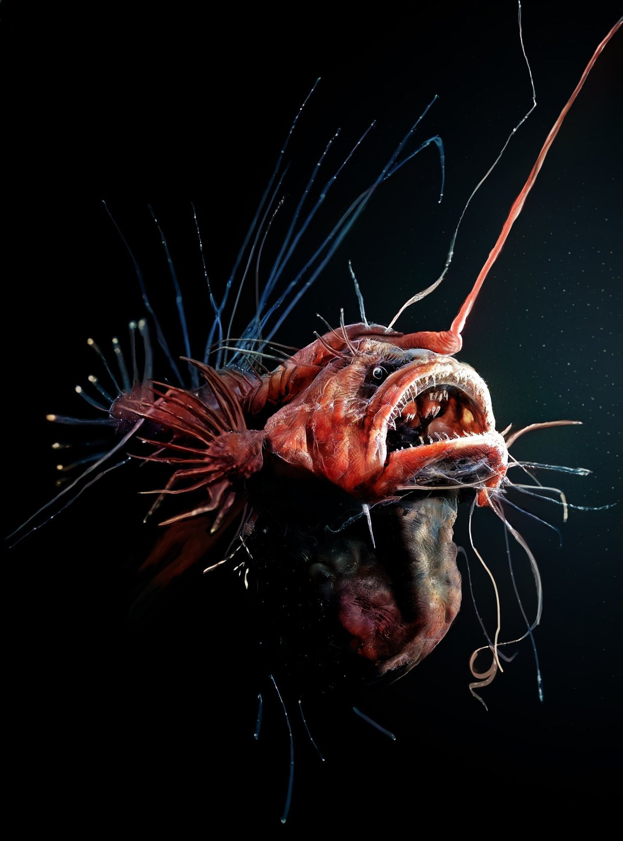 Science: a look inside the belly of the hairy angler