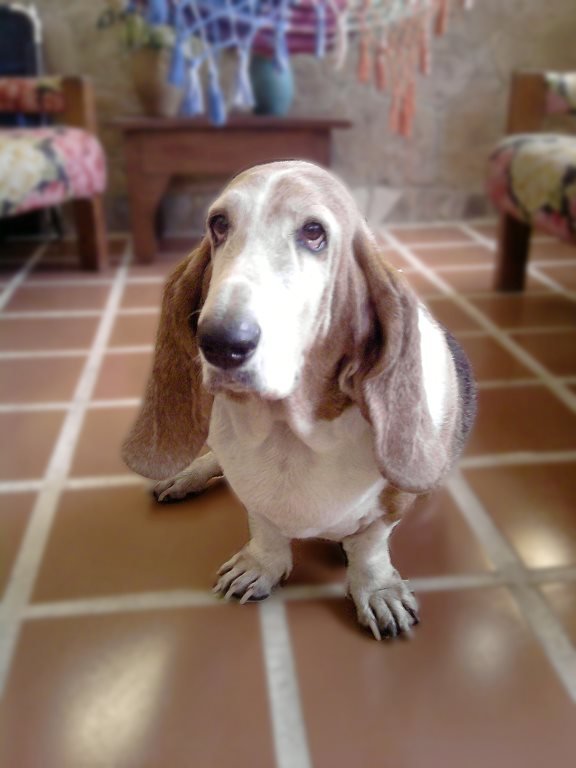 cuanto debe comer un basset hound al dia