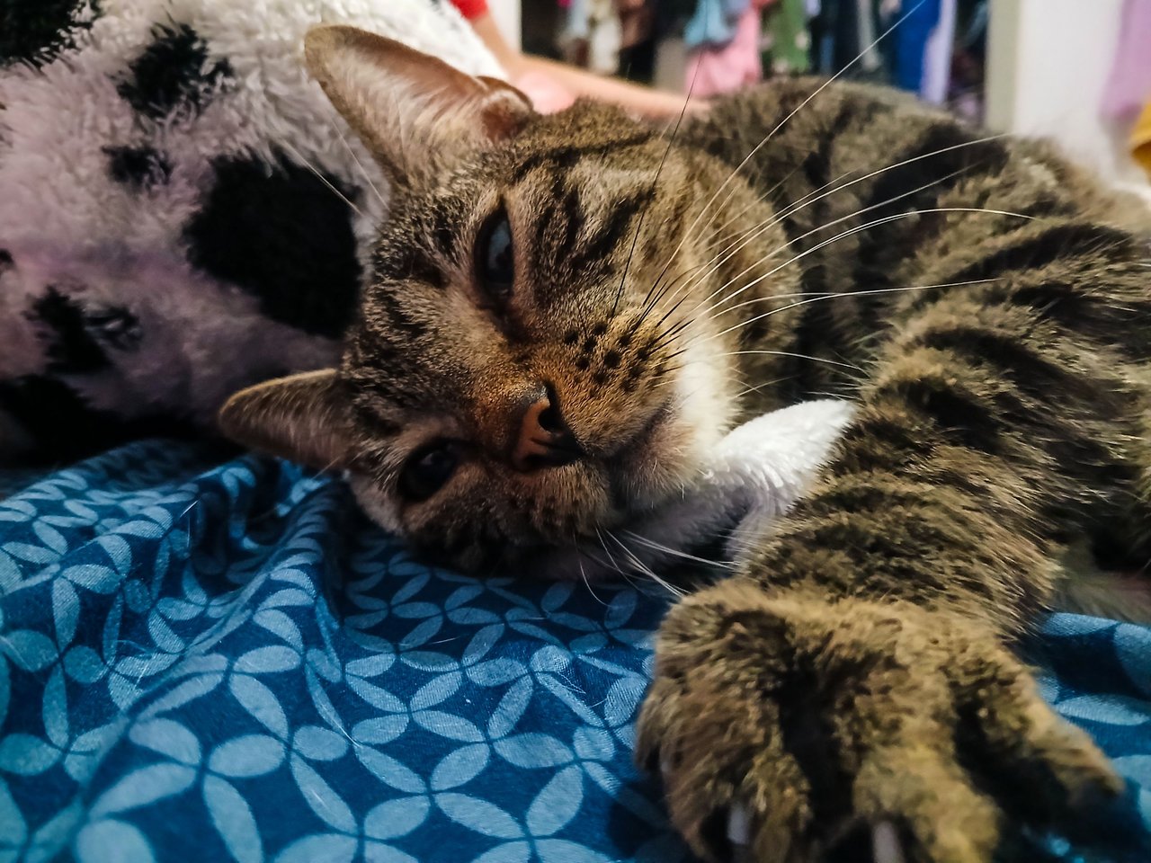 Mi gato Dio: El que ama "amasar" cobijas [ENG/ESP]
