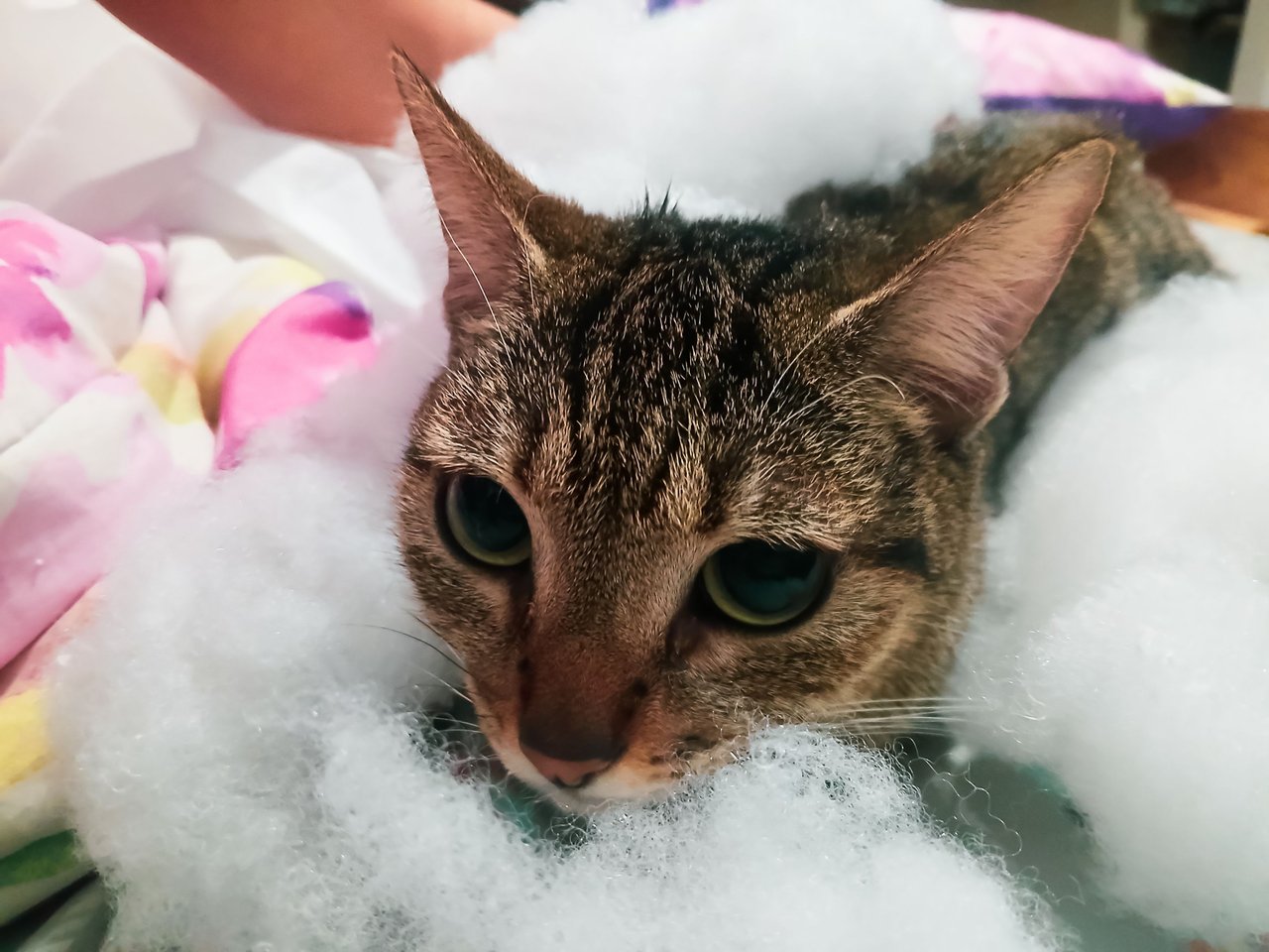 The helpers of the house: a cat hand [ENG/ESP]