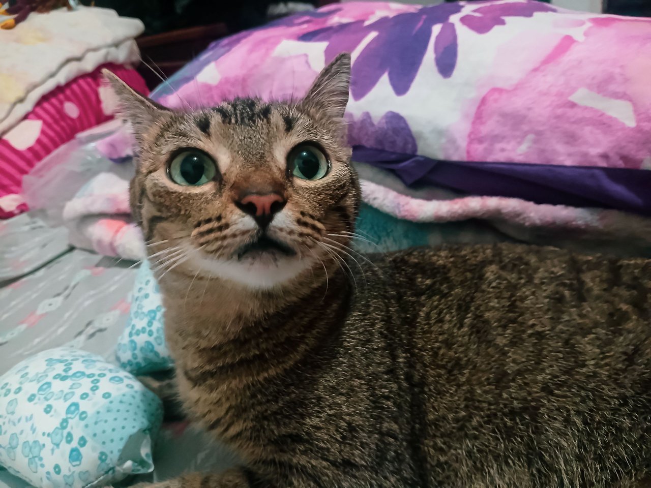 The helpers of the house: a cat hand [ENG/ESP]