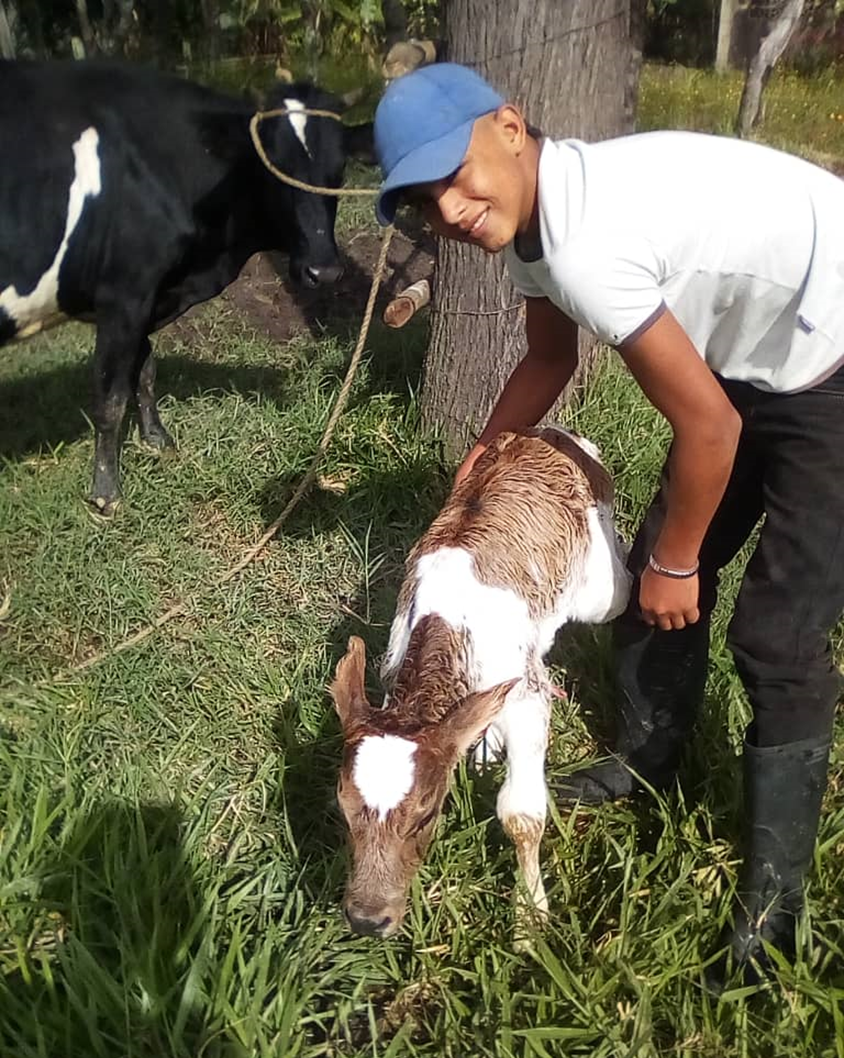 Life in the countryside: one suffers, but enjoys it! 🐮🌿La vida en el  campo. ¡se sufre, pero se goza! | PeakD