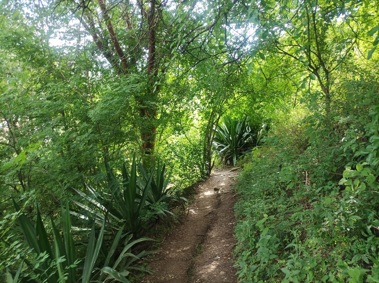 Entrenamiento de Caminata de Montaña Los Chivos - Taguaguay 10K