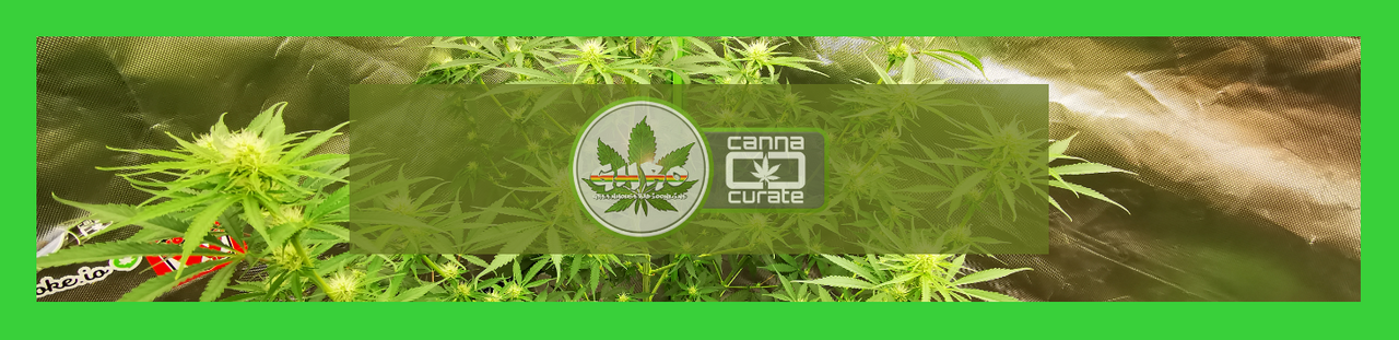 canna curate.png