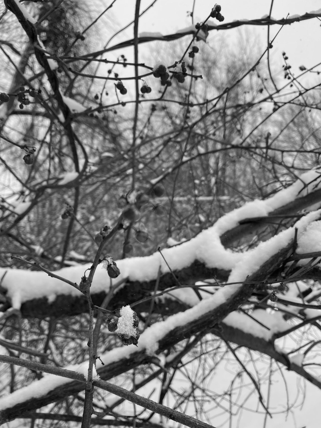 Frozen Berries Monochrome Monday