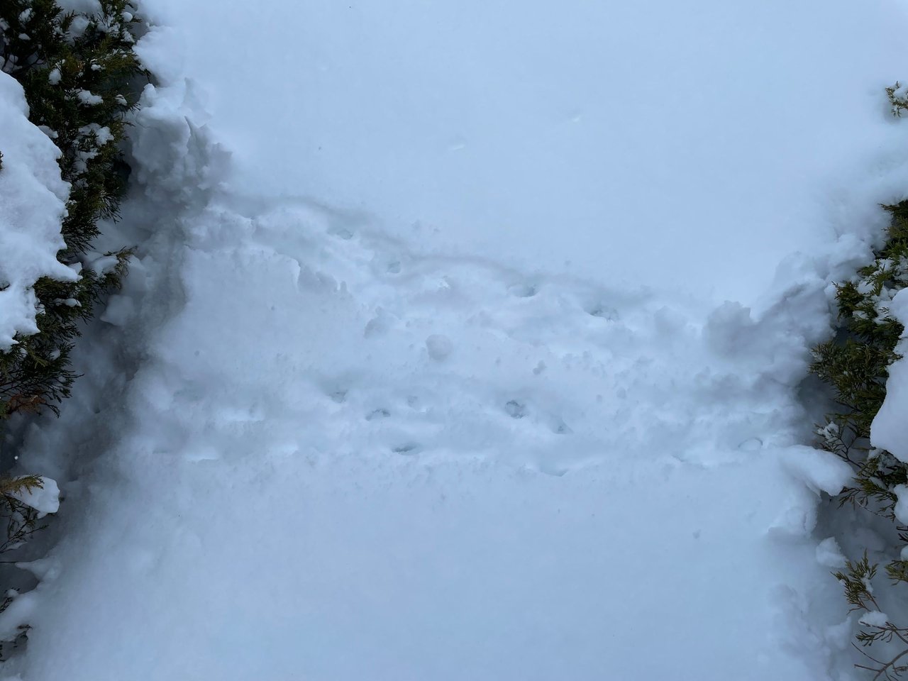 Snowy Animal Track Walk