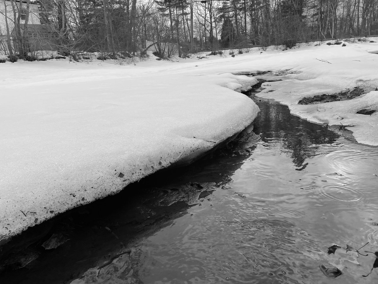 Frozen Brook Monochrome Monday