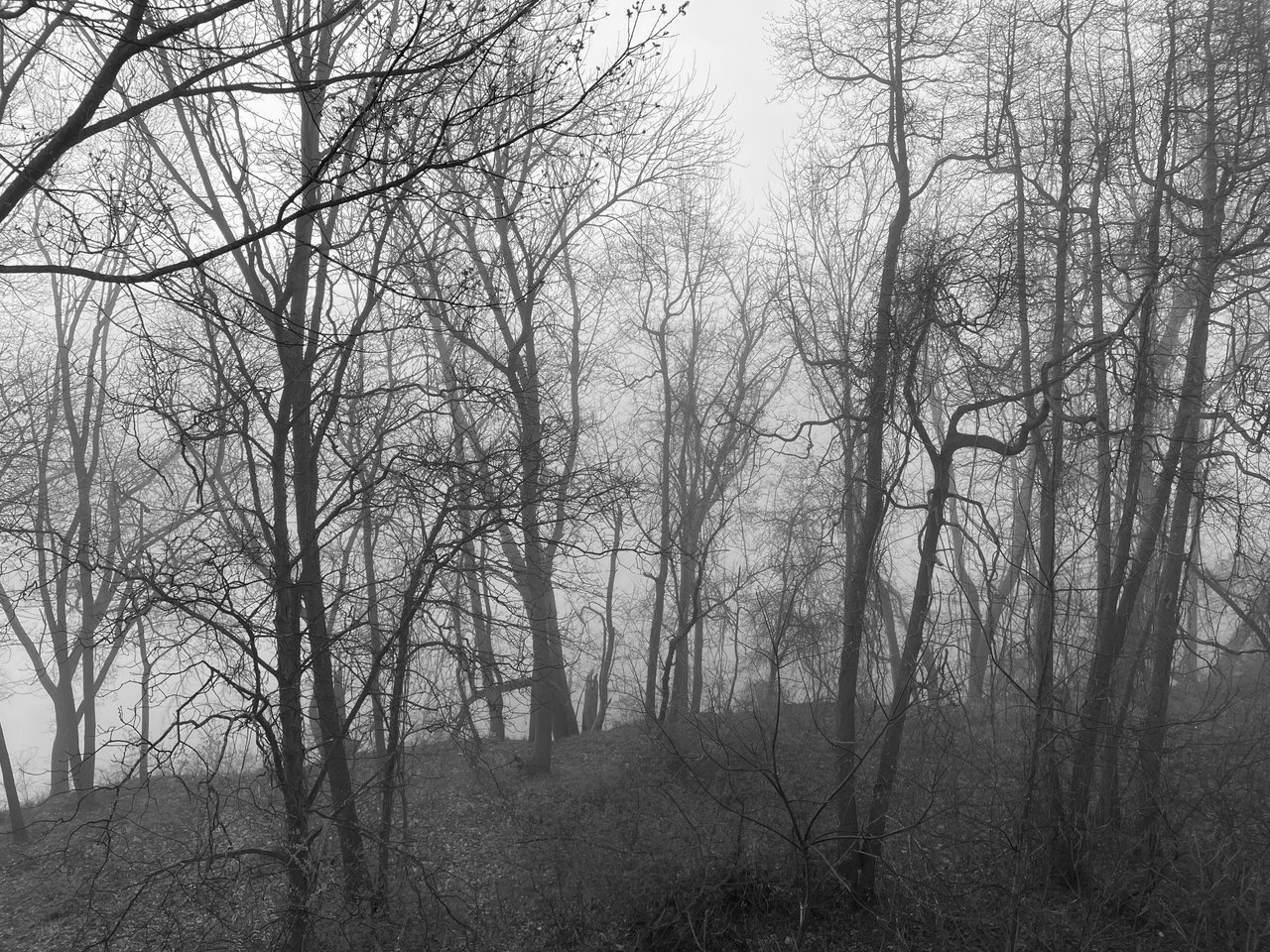 Foggy Spring Monochrome Monday