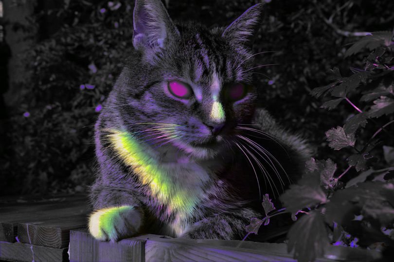 gata.jpg