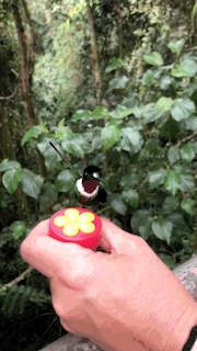 Colibries_AngelDelSol_Merida_Gif1.gif