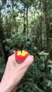 Colibries_AngelDelSol_Merida_Gif2.gif