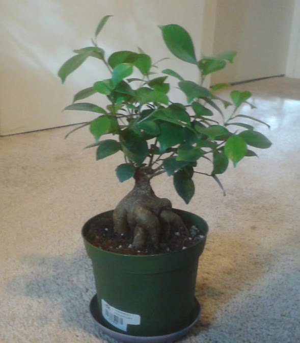 plastic bonsai tree Oversized Foemina Juniper in a 17.5