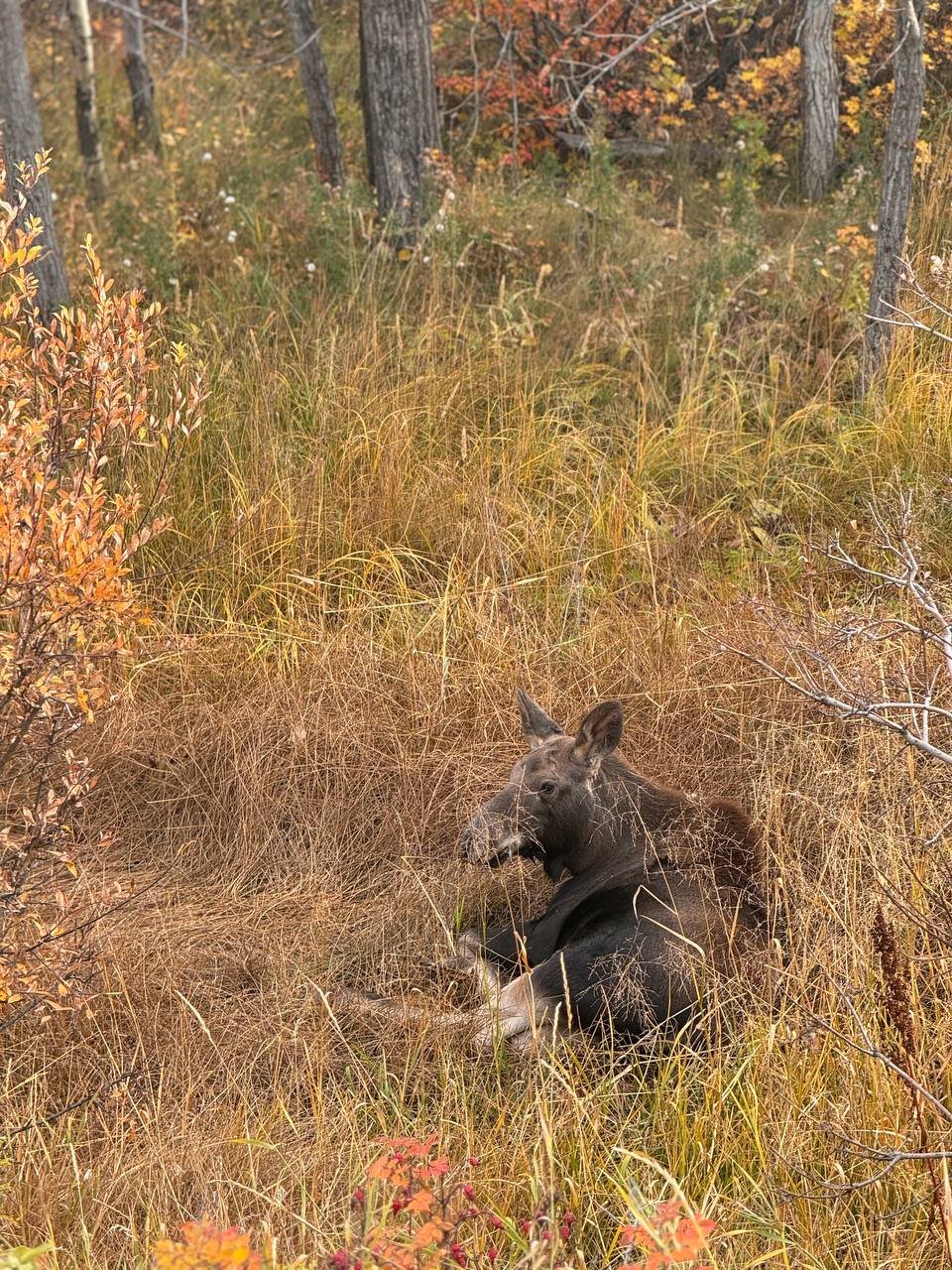 A Baby Moose