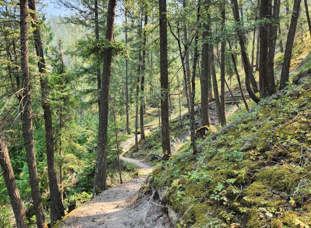 Juniper Trail through the Sinclair Canyon, Radium BC