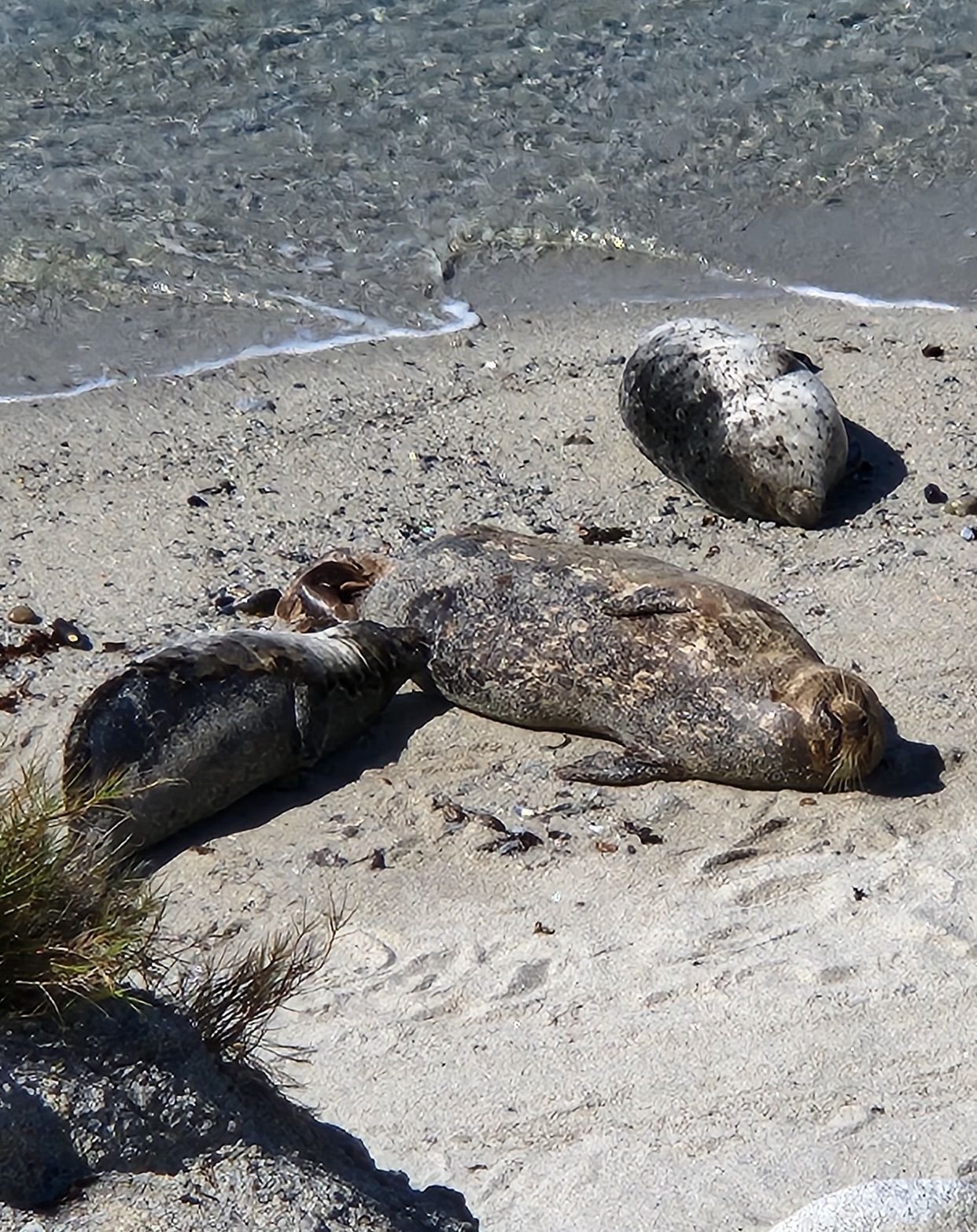 Hopkins Marine Life Refuge