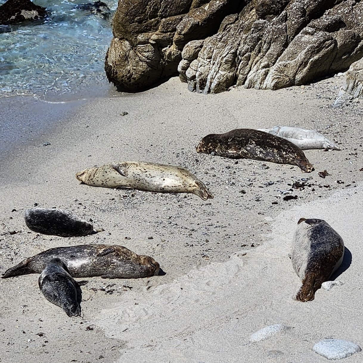 Hopkins Marine Life Refuge