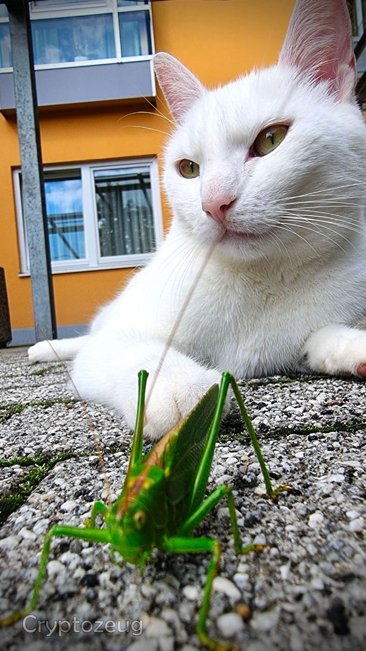 Locust and the cat – What will happen next?
