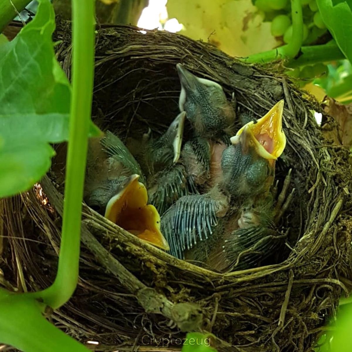 Blackbird nest with offspring between the grapes