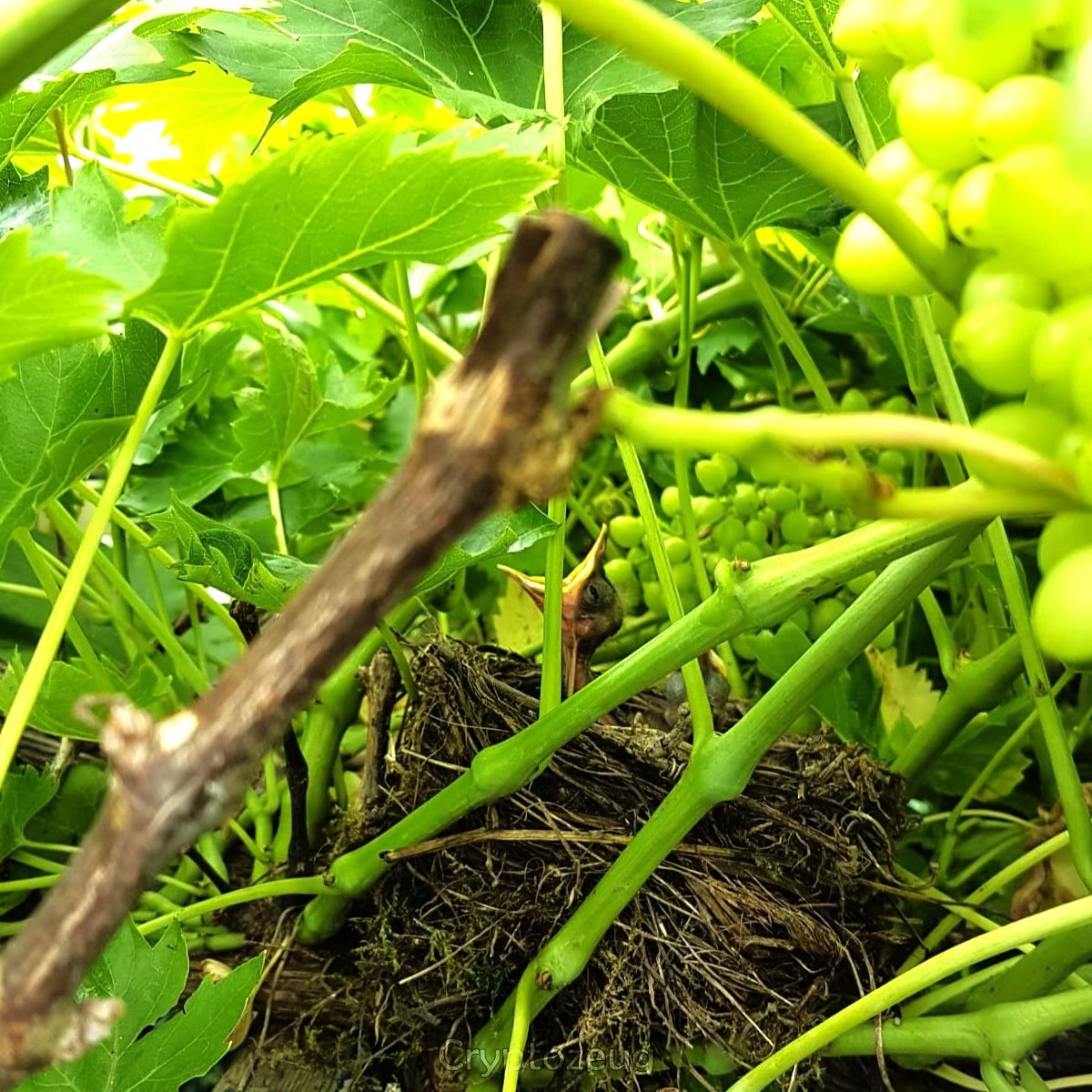 Blackbird nest with offspring between the grapes