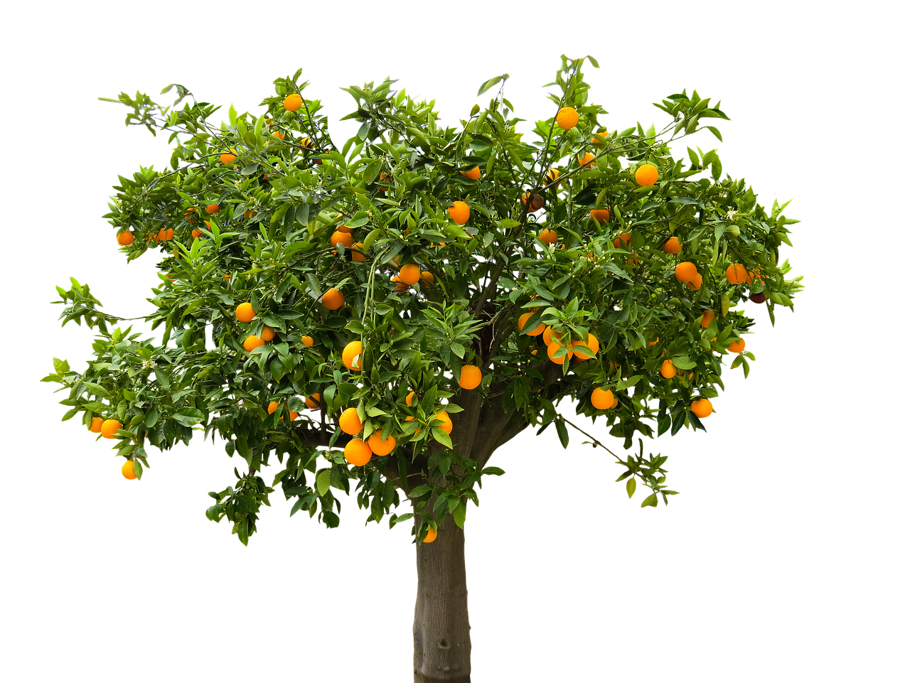 nature2444640_1280.png