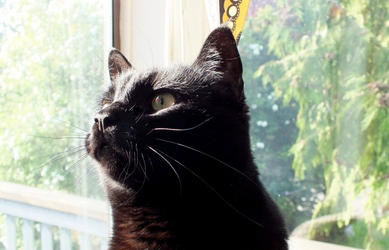 https://files.peakd.com/file/peakd-hive/curatorcat.pal/244KXdtcKjxtjHuqQZh51a9h8pohtHxgxzd8Z2qnrsbT5Edtp5TcLeDzU8NvSBtcbPfCm.jpg