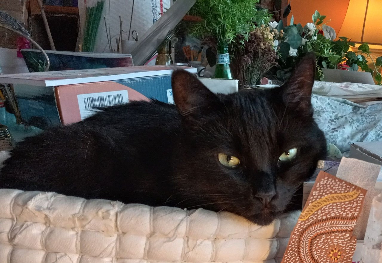 https://files.peakd.com/file/peakd-hive/curatorcat.pal/EpGQCdFtgQeWepm6gyE11gfKB5MbDriVJcisecPaLWRfJ1affTPCyuhA591pqAsDgom.jpg