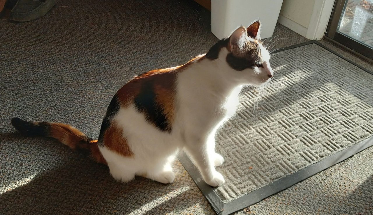 https://files.peakd.com/file/peakd-hive/curatorcat/23u61B6Nou7avDwt1Km7udVB9jxmuCyb6cBJ2BHMXqkXKRUKyqWwc4wenFasD46GtvY23.jpg