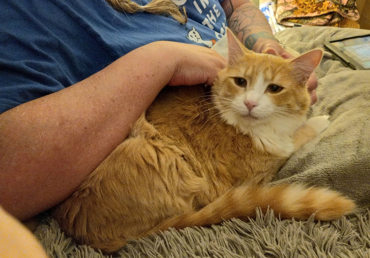 https://files.peakd.com/file/peakd-hive/curatorcat/23u67311RrBPuoESQijceBjLg1AGe2dRYxeuUX3bXW7rwAfU3L9DoCTYDLRJfptfAkFYU.jpg