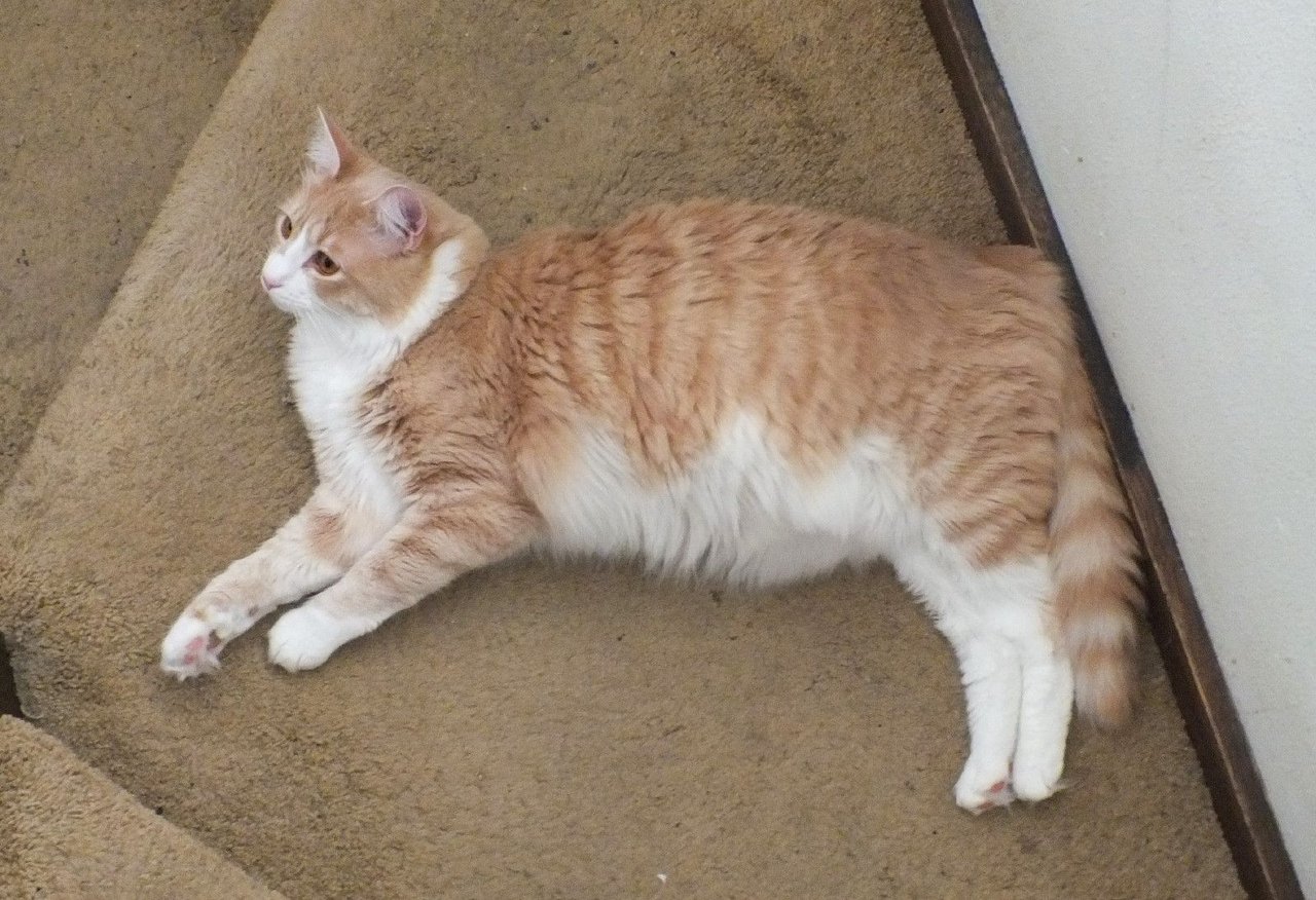 https://files.peakd.com/file/peakd-hive/curatorcat/23vi5sxBN3gwrJZqYH1V63XiDCM1cuyk2r2KUFrHa7wSdxzDfxtX5uPkJ6pZFidu3btyQ.jpg