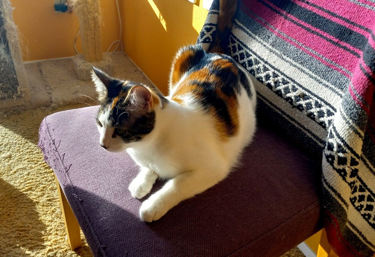 https://files.peakd.com/file/peakd-hive/curatorcat/23vsN223hR5YpYW9nv4gFaig8iPzNym7rYnax58QyogV2XPimtvTpx7kitunGvRzKmGYZ.jpg