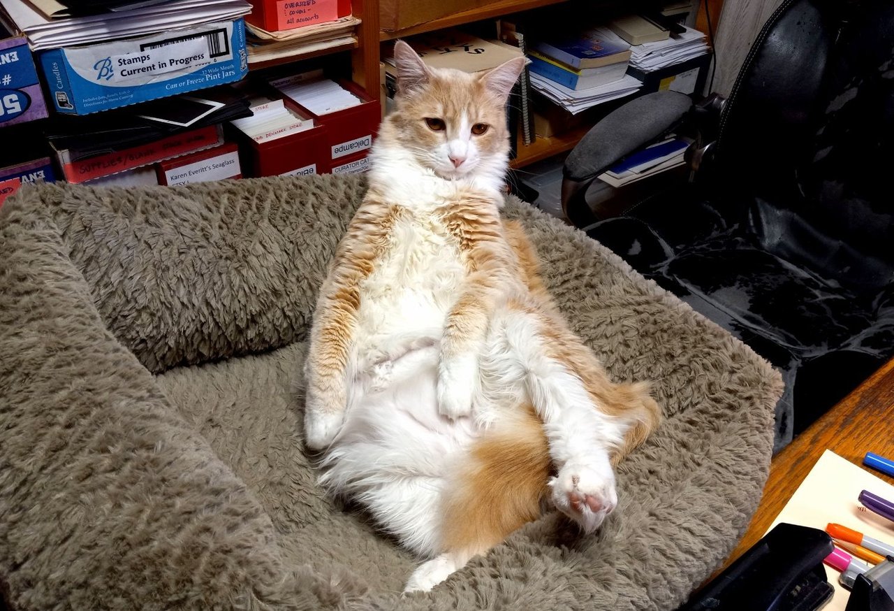 https://files.peakd.com/file/peakd-hive/curatorcat/23vsNTztkLPKftM4pvy4AK4jkC5sWkgHnq2EiNtB12py7LwBYyN97N5h3EMBjcBqRoWwz.jpg