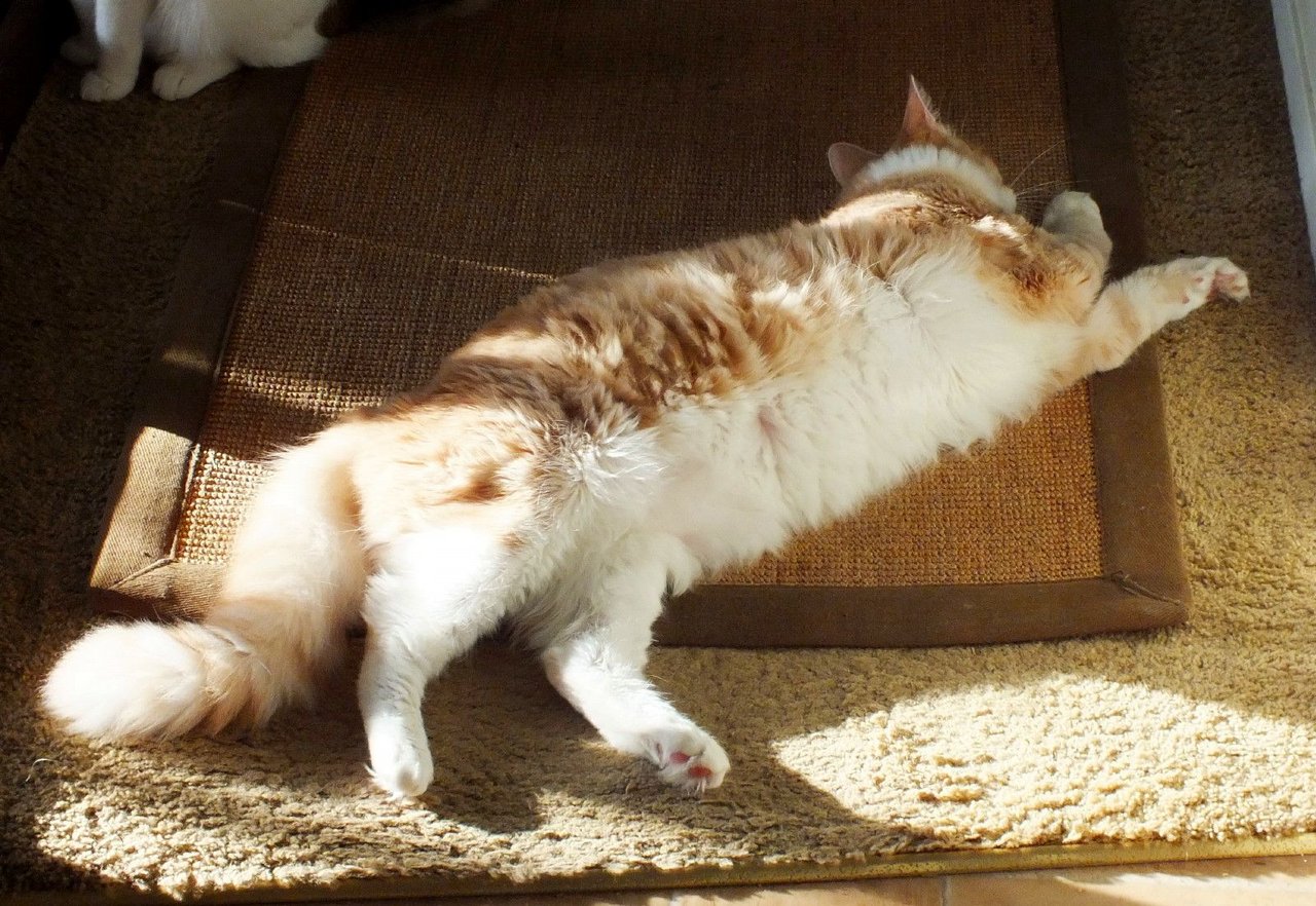 https://files.peakd.com/file/peakd-hive/curatorcat/23vsSXkFQyriVAA3x2xYEjbRV1LmEn6pLoQ4tBsSivxyfgLCqqEDEeRNG5cNZ2eAouZBD.jpg