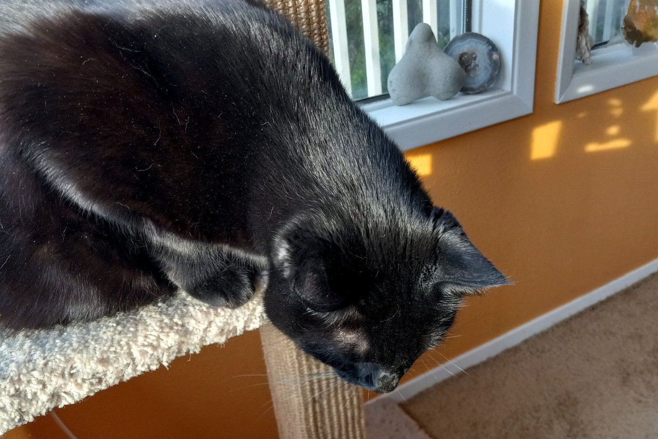 https://files.peakd.com/file/peakd-hive/curatorcat/23w2gc9mt57LSgrjRSQpuwd1GLVUHra7hyD5Ujm3pHxRHL9CtmujwnrNeBzNWnQXD6LYj.jpg