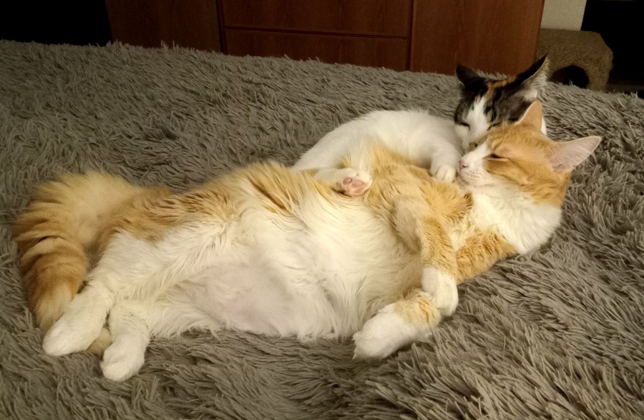 https://files.peakd.com/file/peakd-hive/curatorcat/23w2nsBUj8MfTRAWqFrQn1BPuMtajxbCDeEaRXdbzZwsqDVNjEotXi9WCpjwhQqGDMtdV.jpg