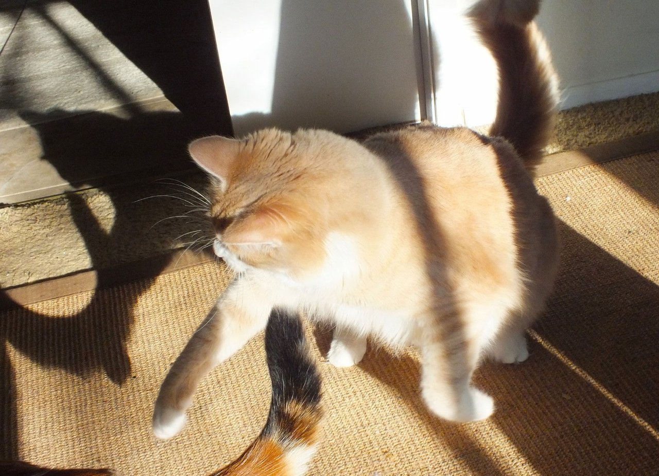 https://files.peakd.com/file/peakd-hive/curatorcat/23w2uVmT7t4KpLWb9m7nY82Bri92e4hd6i54EsTx8TZgATA4dUCaxchptWwAWmQwntjTc.jpg
