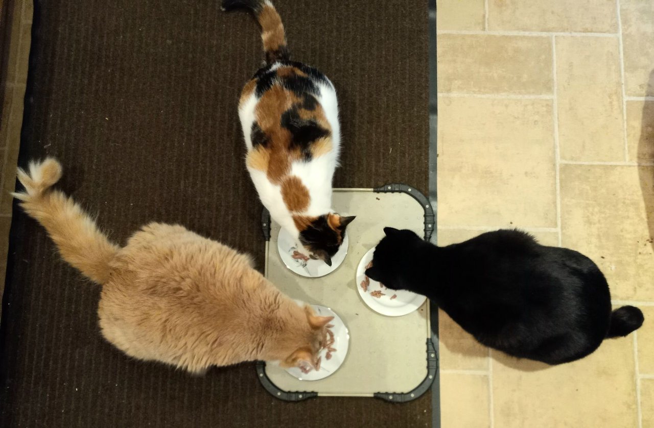 https://files.peakd.com/file/peakd-hive/curatorcat/23wCE9JS8TituNsgay4jK3EXaGFvHRC51Eg7BXUtBxA4j55Azw7dF8i41TRH8v4YJc8A5.jpg