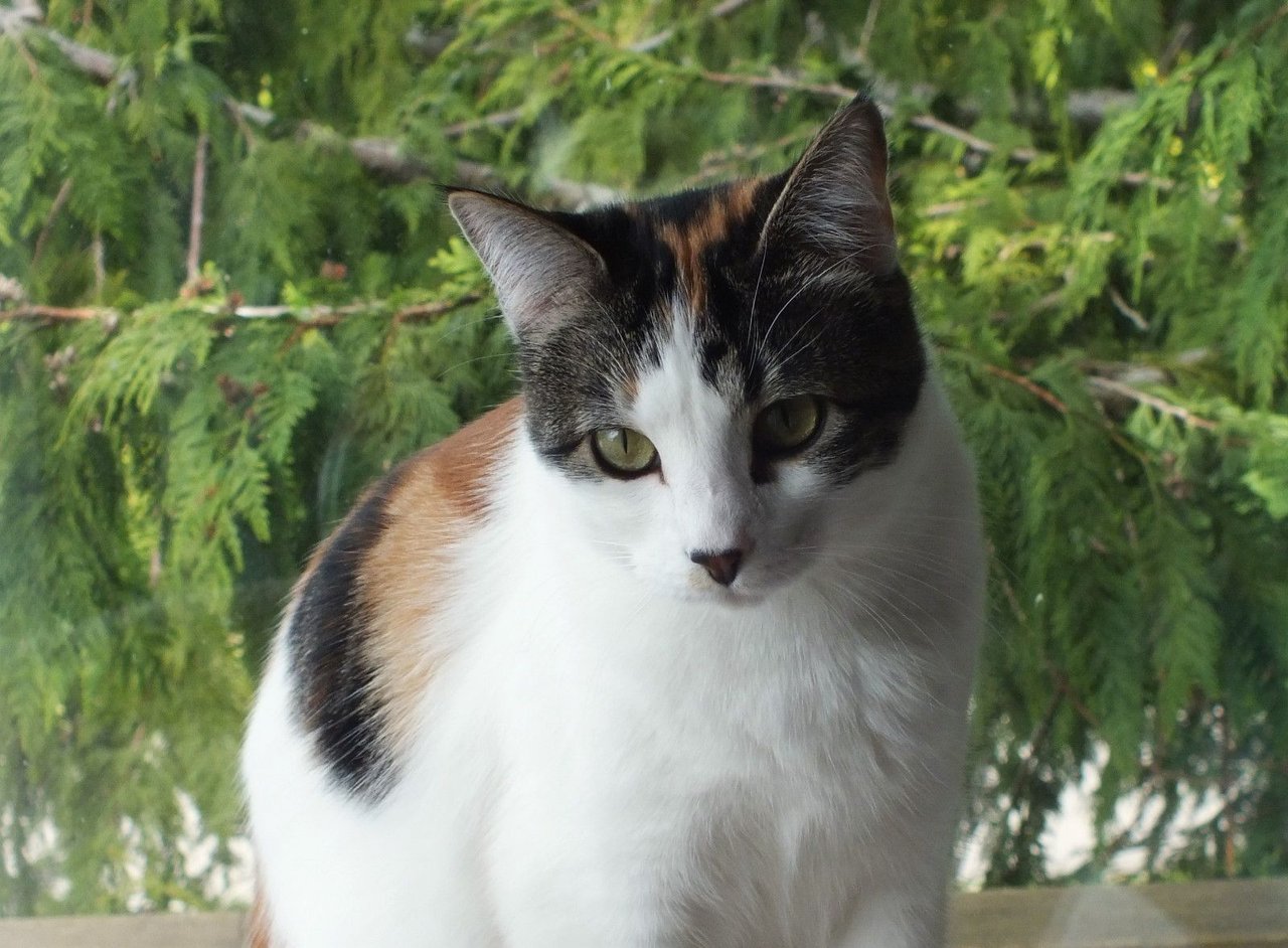 https://files.peakd.com/file/peakd-hive/curatorcat/23wMYAGzVUtQeYdbyg998BW91rngMB4BkGsAfTcTidwKiQMVfebjJvD23WXV5cQzHVVvs.jpg
